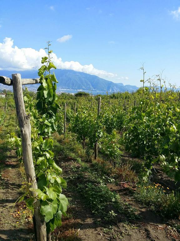 Boscotrecase Vesuvio Inn Guest House E Wine Experience מראה חיצוני תמונה